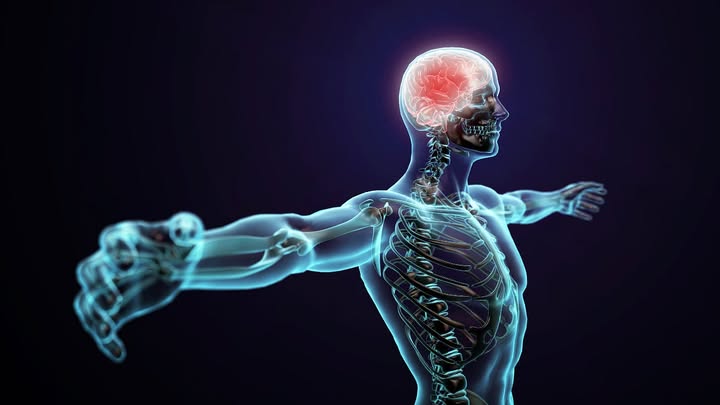 Human Body - By Rui Manuel de Almeida Pinheiro